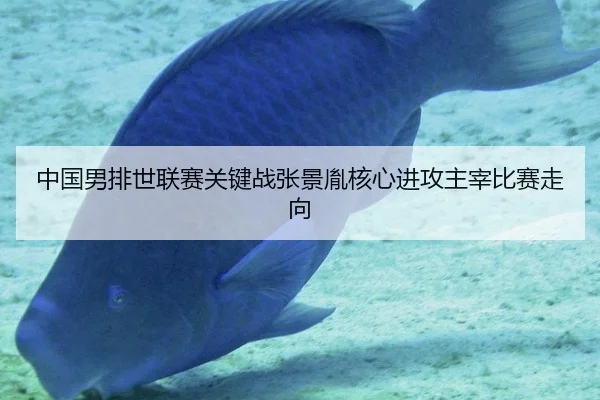 中国男排世联赛关键战张景胤核心进攻主宰比赛走向